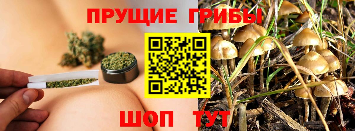 Псилоцибиновые грибы Cubensis Дзержинский